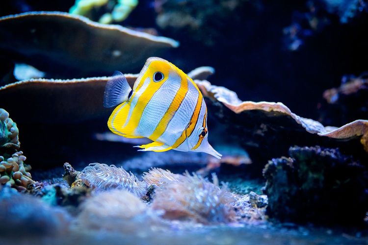 Immagine di copertina