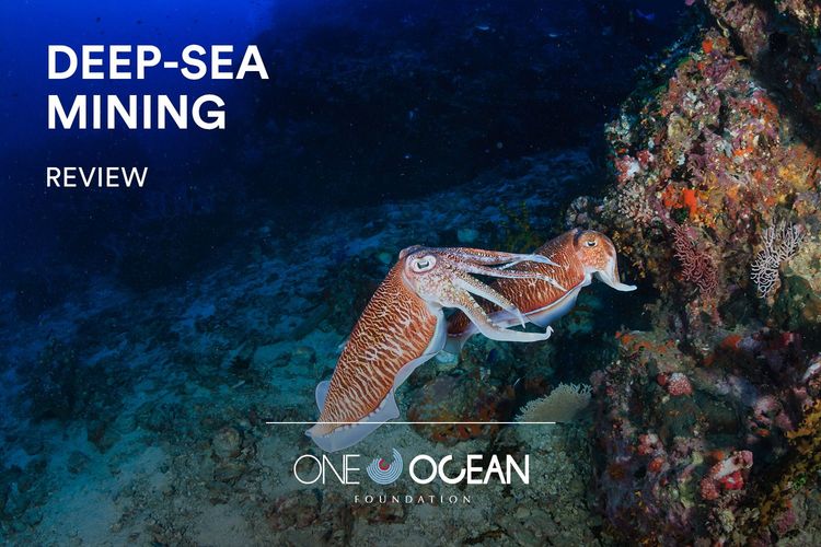Immagine per articolo The new review on deep-sea mining has been published!