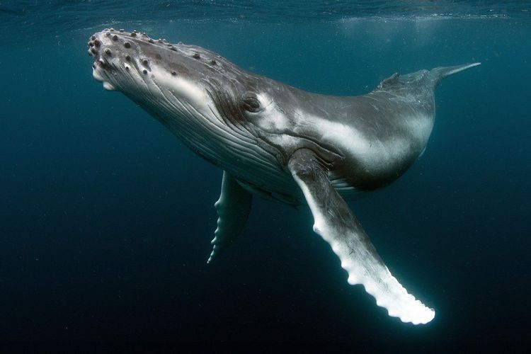 Immagine di copertina