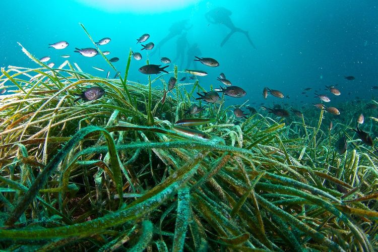 Immagine per articolo One Ocean Foundation diventa partner di supporto della World Seagrass Conference