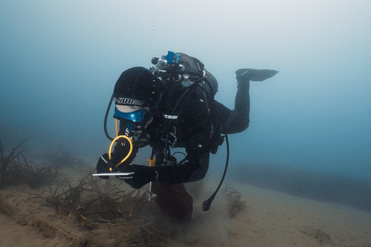 Immagine per articolo Una nuova vita per oltre 2.000 piante di Posidonia oceanica!