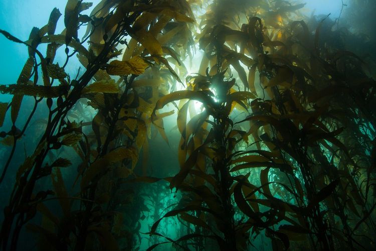 Immagine per articolo The Importance of Seaweed: a cultural and environmental shift