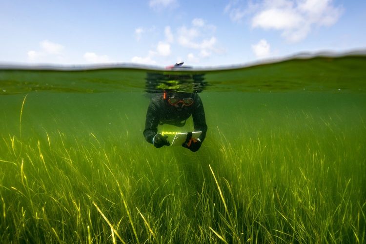 Immagine per articolo Zostera marina: one of the world's most widespread marine plants