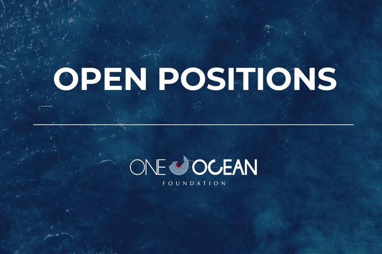 Immagine per articolo One Ocean Foundation sta assumendo: unisciti a noi per proteggere l'oceano