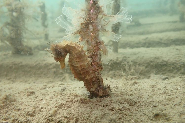 Immagine per articolo Seahorse Hotel: first results