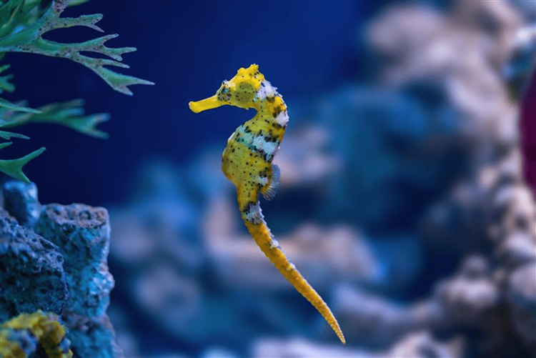 Immagine per articolo The seahorse: the ocean’s most extraordinary father