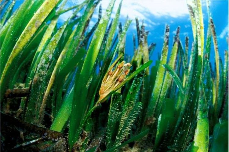 Immagine per articolo Fioritura e produzione di frutti di Posidonia oceanica