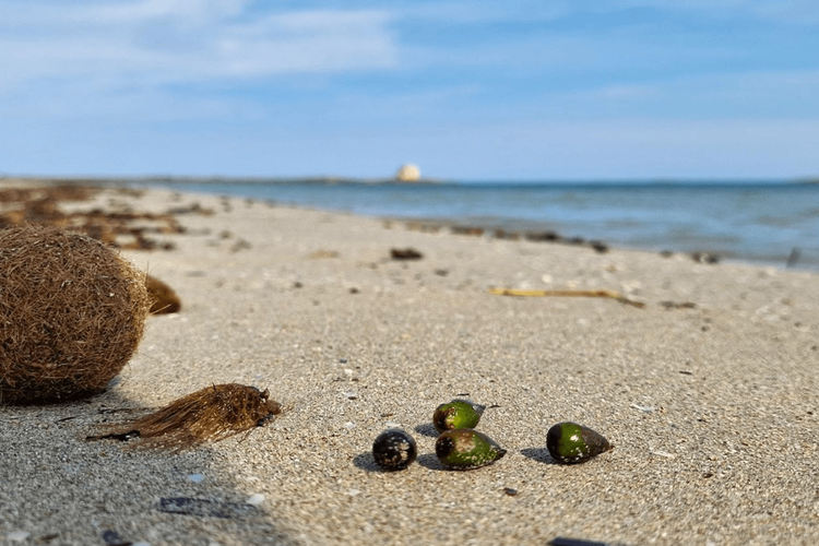 Immagine per articolo Blue Forest: the collection of Posidonia oceanica seeds begins in Torre Guaceto