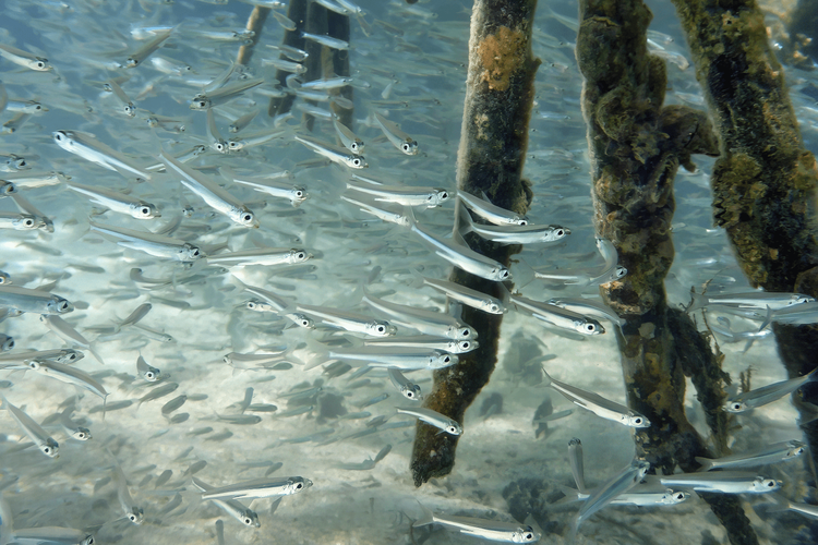 Immagine di copertina