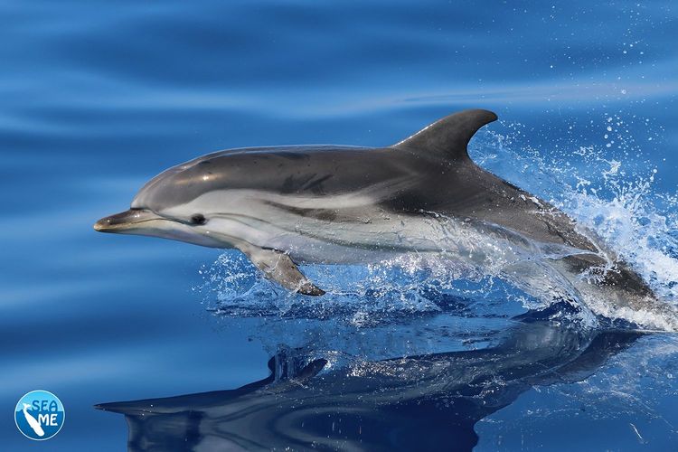 Immagine per articolo A biodiversity hotspot for cetaceans in the Mediterranean Sea