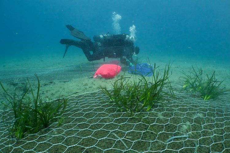 Immagine per articolo One Ocean Foundation launches the largest marine reforestation project in the Mediterranean Sea in Sardinia