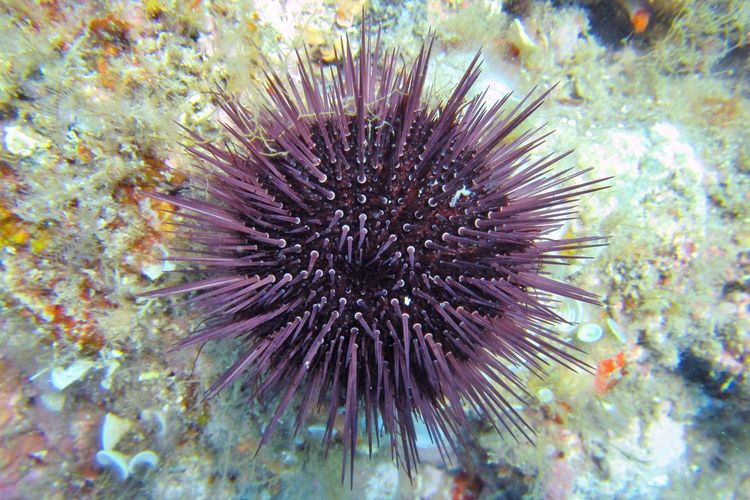 Immagine per articolo Sea urchins in the Mediterranean Sea