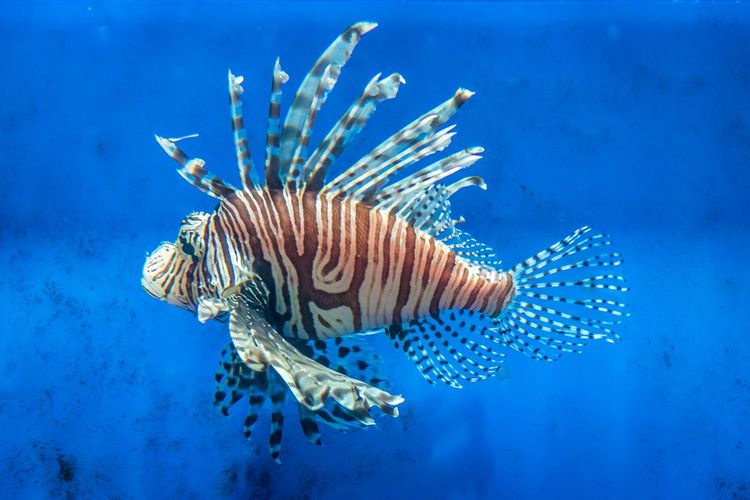 Immagine per articolo Tropicalization of the Mediterranean sea