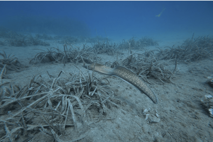 Immagine per articolo Blue Forest: 93% survival rate recorded for Posidonia oceanica cuttings in Paraggi