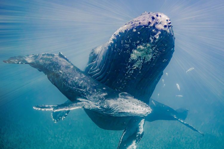 Immagine per articolo High Seas Treaty: the new agreement to protect international waters