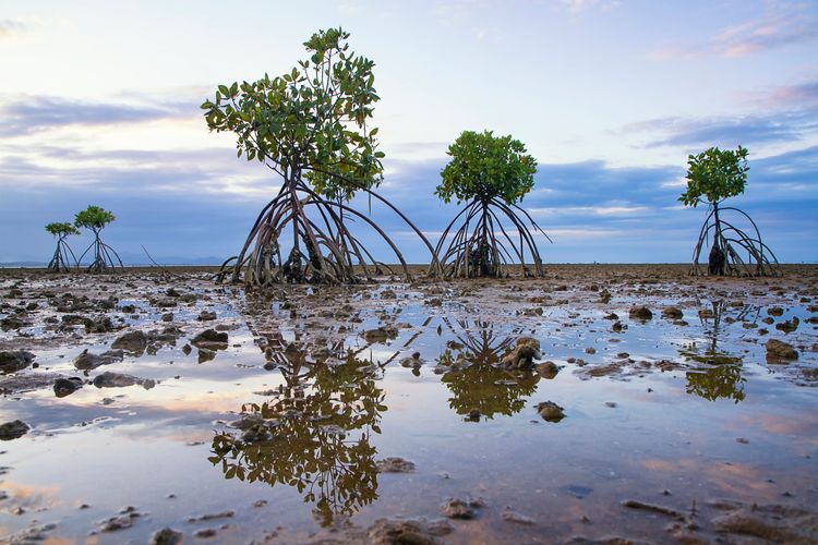Immagine per articolo New scientific publication: Building equitable and nature-positive blue natural capital markets