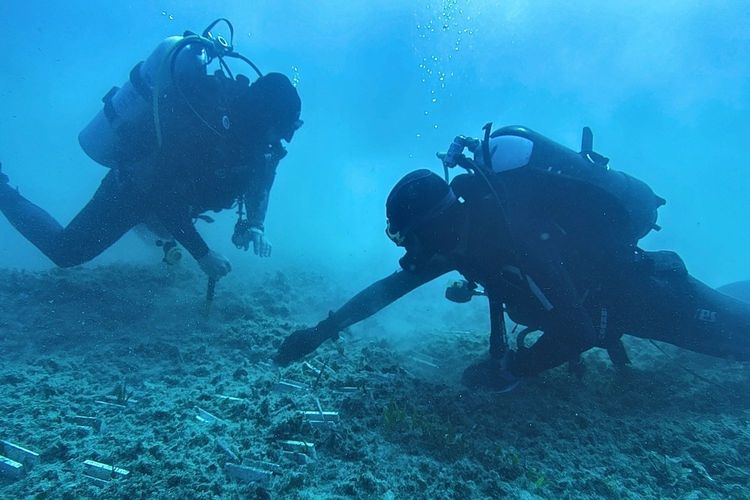 Reforestation through seeds: Blue Forest in Torre Guaceto