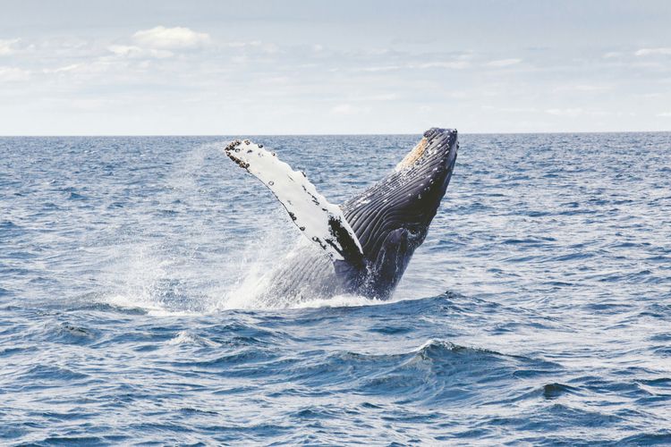 Immagine per articolo Islanda verso lo stop alla caccia alle balene: nel 2027 un disegno di legge per un possibile divieto permanente 