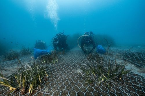 Posidonia oceanica: What It Is, Why It Matters and How It Can Be Protected