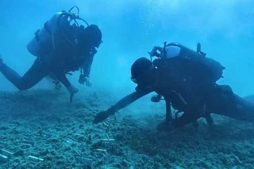 Reforestation through seeds: Blue Forest in Torre Guaceto