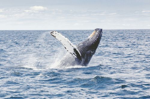 Iceland Moves Toward a Ban on Whaling: Bill for a Possible Permanent Ban Expected in 2027 